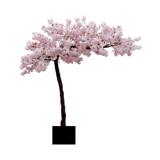 Tokyo blossom